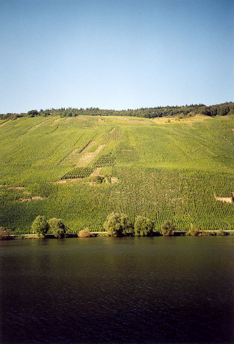 Mosel & vineyards