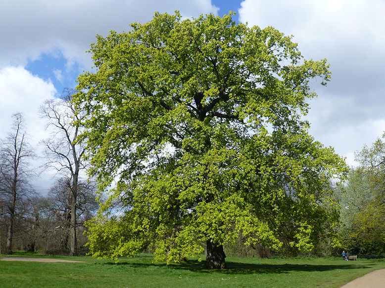 Kensington Gardens