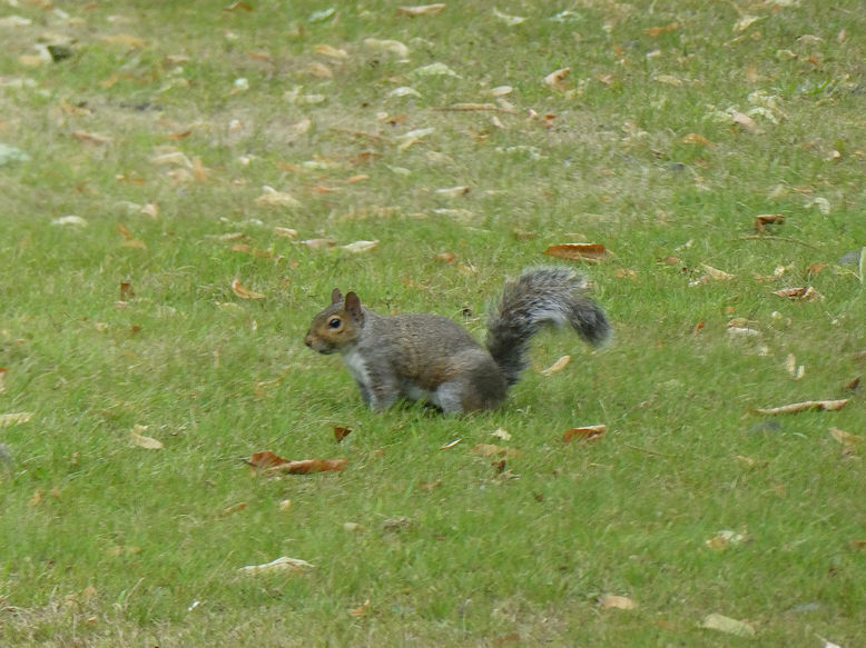 Squirrel