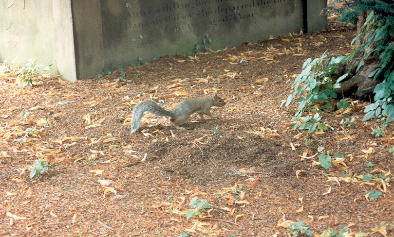 Squirrel