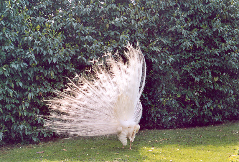 Peacock