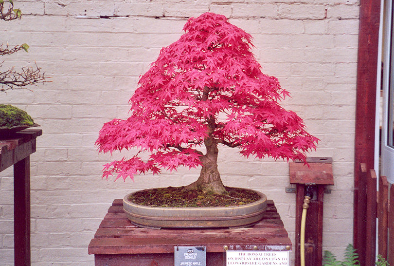 Bonsai