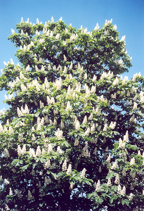 Tree in blossom