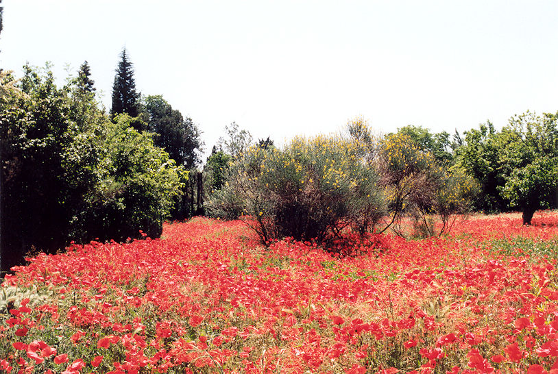 Poppy field
