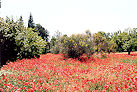 Saint-Rémy-de-Provence 98 Pic 3