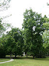 Baden-Baden 22 Pic 30