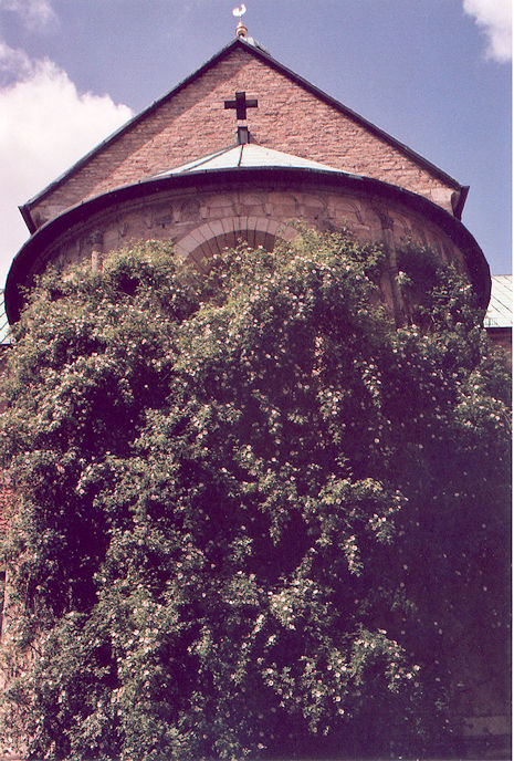 Mariendom thousand-year rose in cloister