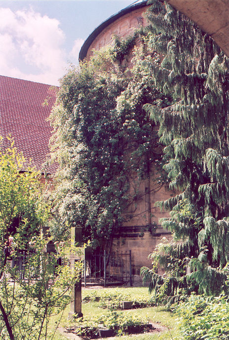 Mariendom thousand-year rose in the cloister