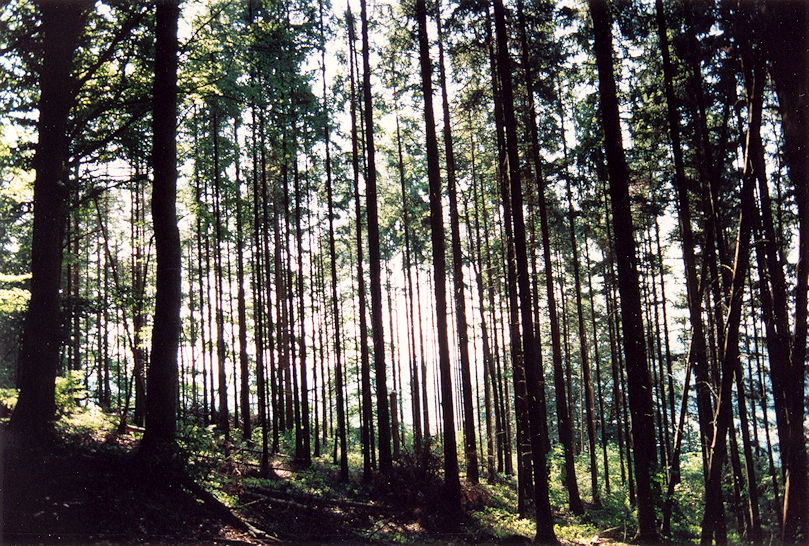 Woods