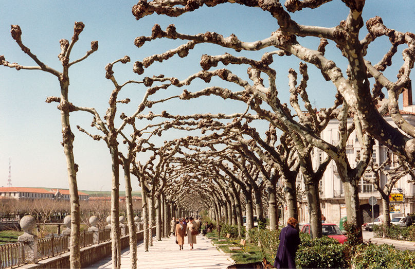 Trees like art