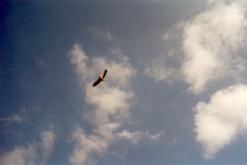 Stork