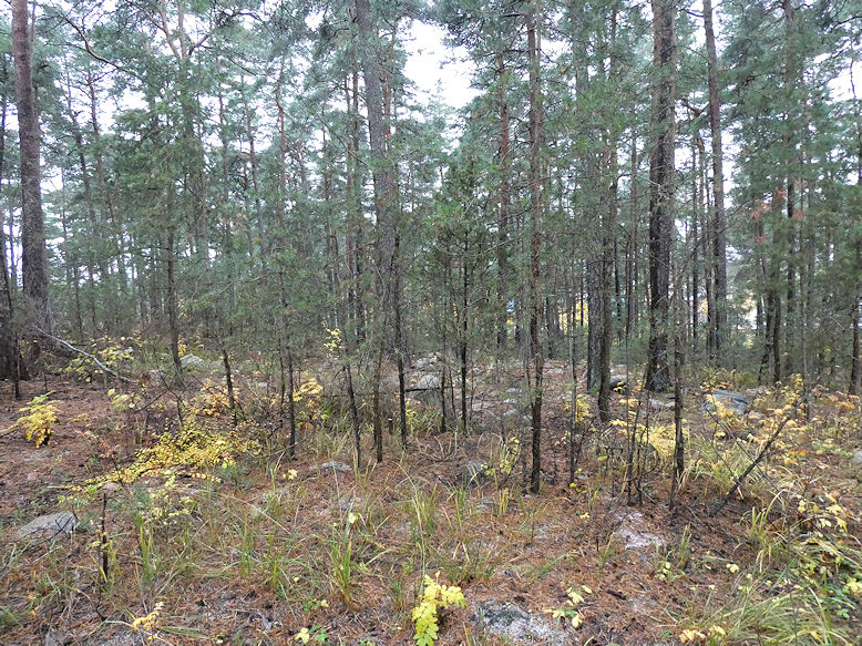 Minneslund, Anders Ek's resting place in Skogskyrkogården